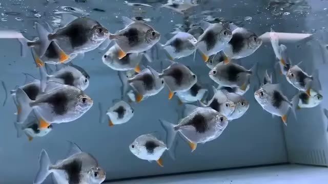 黑桃A觀賞魚11cm一箱40條批發,黑桃a觀賞魚,11cm黑桃A觀賞魚批發,一箱40條優質貨源,11cm黑桃A觀賞魚批發 一箱40條優質貨源 黑桃A魚 黑桃A觀賞魚11cm一箱40條批發,黑桃a觀賞魚,11cm黑桃A觀賞魚批發,一箱40條優質貨源,11cm黑桃A觀賞魚批發 一箱40條優質貨源 黑桃A觀賞魚11cm一箱40條批發,黑桃a觀賞魚,11cm黑桃A觀賞魚批發,一箱40條優質貨源,11cm黑桃A觀賞魚批發 一箱40條優質貨源 黑桃A魚