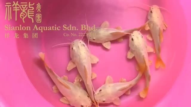稀有的黃金貓魚：黃金貓魚是一種稀有的魚類 稀有的黃金貓魚：黃金貓魚是一種稀有的魚類 黃金貓魚