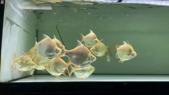 元寶鯽 14~15CM廣州觀賞魚批發市場祥龍魚場：元寶鯽14~15cm廣州觀賞魚批發市場 元寶鯽 14~15CM廣州觀賞魚批發市場祥龍魚場：元寶鯽14~15cm廣州觀賞魚批發市場 元寶鯽