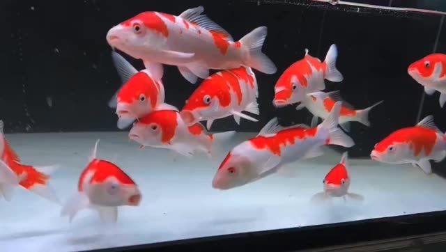 養錦鯉好運來：養錦鯉好運來，