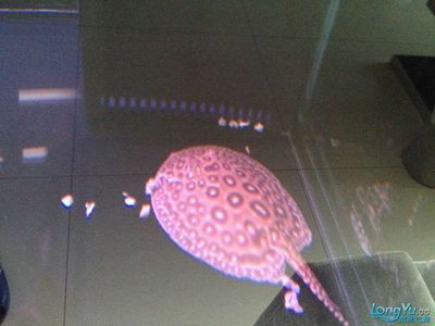 魟魚爬缸底不動：魟魚爬缸底不動可能是由多種原因引起的 魟魚爬缸底不動：魟魚爬缸底不動可能是由多種原因引起的 魟魚百科 第1張