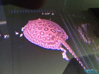 魟魚爬缸底不動：魟魚爬缸底不動可能是由多種原因引起的 魟魚爬缸底不動：魟魚爬缸底不動可能是由多種原因引起的 魟魚百科 第3張