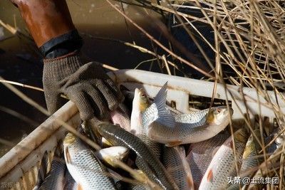 觀賞魚市場價值影響因素，如何評估觀賞魚市場價值