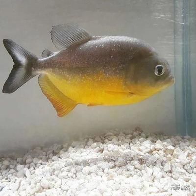 蘇虎魚的飼養環境要求，蘇虎魚的飼養方法