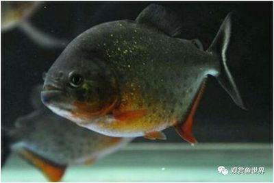 蘇虎魚的飼養環境要求，蘇虎魚的飼養方法