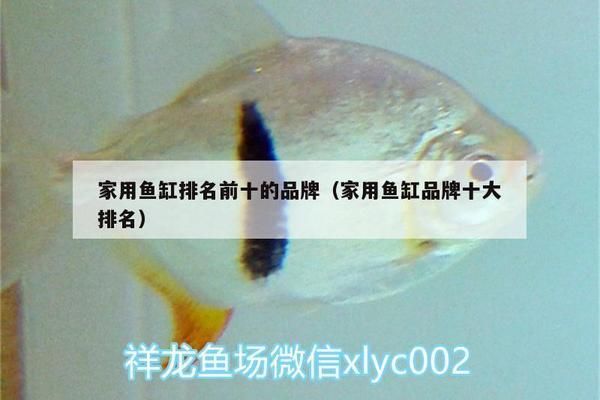 家用魚缸哪個品牌好，家用魚缸品牌選擇指南