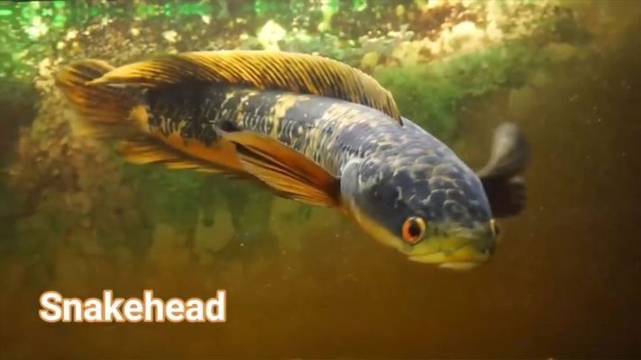 龍魚配魚推薦，適合與龍魚混養的幾種魚類