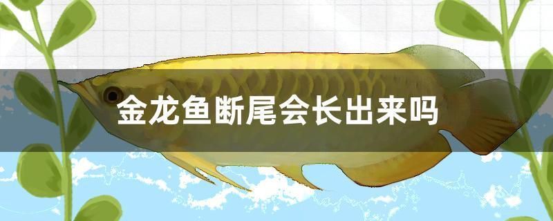 金龍魚斷尾會長出來嗎 金龍魚斷尾會長出來嗎 魟魚百科 第1張