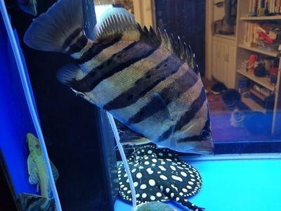 紅老虎魚體色變化原因，如何通過喂食改善紅老虎魚體色