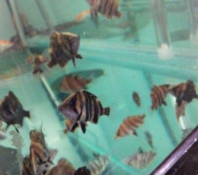 印尼虎魚苗水質(zhì)調(diào)控技巧，印尼虎魚苗養(yǎng)殖溫度控制，印尼虎魚苗最佳飼料選擇