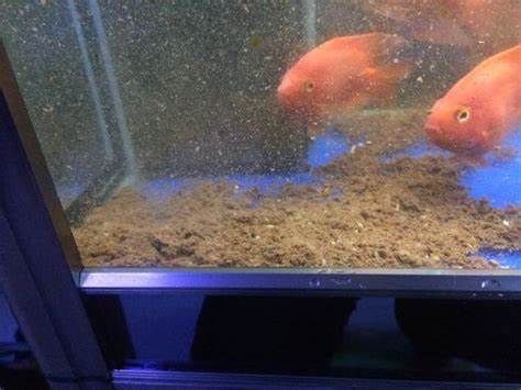 最近魚缸里的水變黃怎么辦？，如何正確使用水質凈化劑