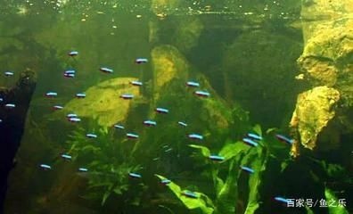 蘇虎魚適宜的水草種類，蘇虎魚水質管理方法，荷蘭鳳凰水草養護要點，