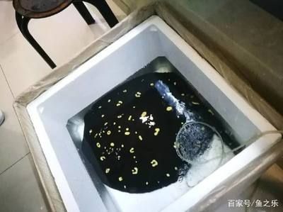 魟魚拉綠色大便如何治療：魟魚拉綠色大便如何治療[需手動填充]魚拉綠色大便如何治療