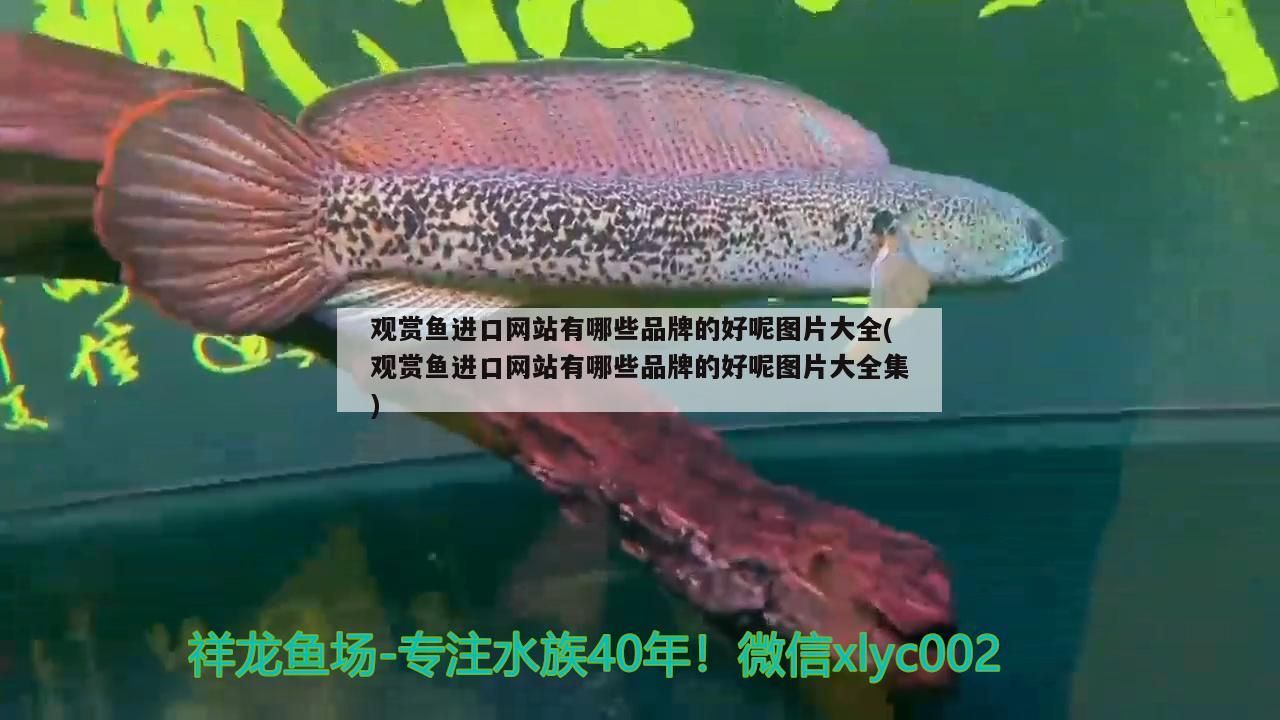 黃水魚(yú)缸適合養(yǎng)什么魚(yú)圖片欣賞（養(yǎng)錦鯉的水黃渾怎么辦）