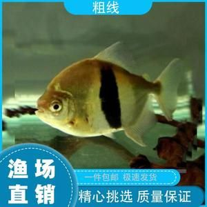 虎紋銀板魚繁殖條件探究，虎紋銀板魚水質管理