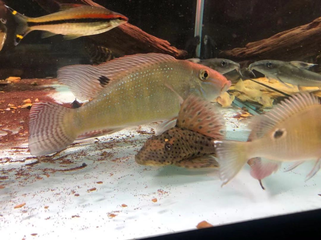 虎紋銀板魚繁殖條件探究，虎紋銀板魚水質管理