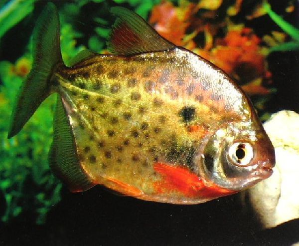 虎紋銀板魚繁殖條件探究，虎紋銀板魚水質管理