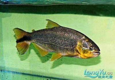 黃金河虎魚(yú)養(yǎng)殖技巧分享，黃金河虎魚(yú)養(yǎng)殖需要注意以下幾點(diǎn)技巧