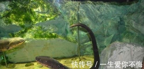 直紋飛鳳魚(yú)能長(zhǎng)多大？全面解析其生長(zhǎng)特點(diǎn)與飼養(yǎng)要點(diǎn)，直紋飛鳳魚(yú)能長(zhǎng)多大？生長(zhǎng)特點(diǎn)與飼養(yǎng)要點(diǎn)全解析 直紋飛鳳魚(yú)能長(zhǎng)多大？全面解析其生長(zhǎng)特點(diǎn)與飼養(yǎng)要點(diǎn)，直紋飛鳳魚(yú)能長(zhǎng)多大？生長(zhǎng)特點(diǎn)與飼養(yǎng)要點(diǎn)全解析 龍魚(yú)百科 第3張