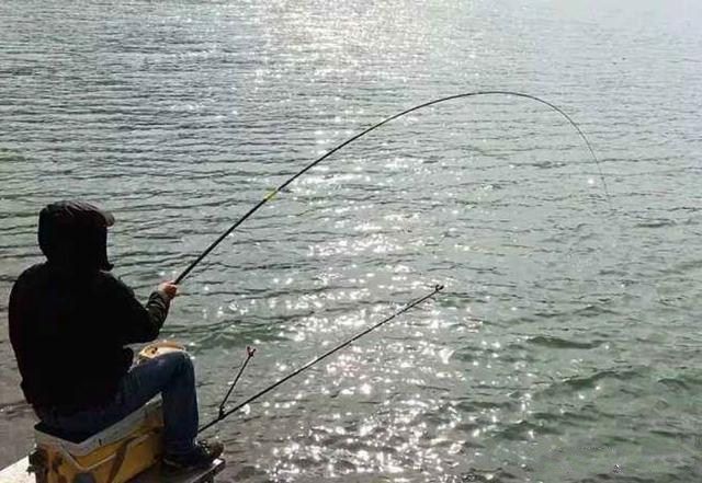 龍魚補充什么維生素好 龍魚百科 第3張 龍魚補充什么維生素好 龍魚補充什么維生素好 龍魚百科 第3張