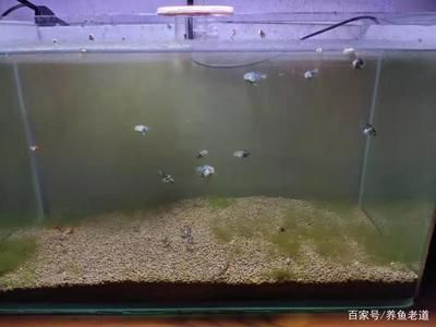 魚缸多久換一下水最好呢，如何判斷魚缸水質是否健康