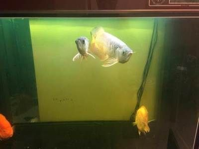 金龍魚魚缸多久換一次水啊，金龍魚魚缸換水的頻率是多少 金龍魚魚缸多久換一次水啊，金龍魚魚缸換水的頻率是多少 魚缸百科 第1張