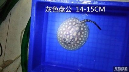 養(yǎng)皇冠黑白魟魚的濾材：養(yǎng)皇冠黑白魟魚的濾材的選擇和使用