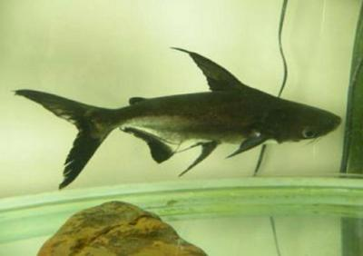 戰船魚不能亂養的原因，深入了解這種兇猛觀賞魚的飼養禁忌，揭秘戰船魚飼養禁忌，為何這種兇猛觀賞魚不能亂養？