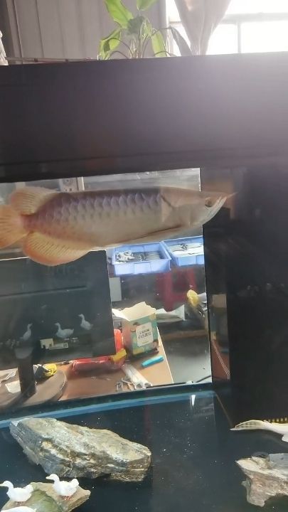 漢中魚缸批發市場(漢中賣魚缸及觀賞魚)