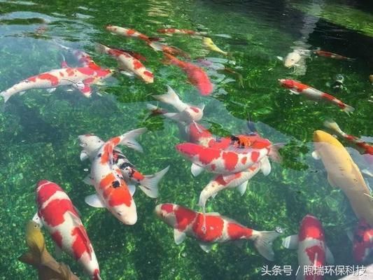 做夢夢到金龍魚咬人了好不好呢：夢遇金龍魚咬人，吉兆還是兇兆？