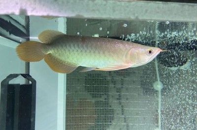 龍魚多少度水溫會凍死