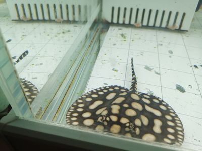 魟魚生產(chǎn)完可以喂食嗎：魟魚生產(chǎn)完可以喂食嗎[需手動填充]魚生產(chǎn)完可以喂食嗎