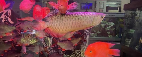 金龍魚最貴的一條多少錢