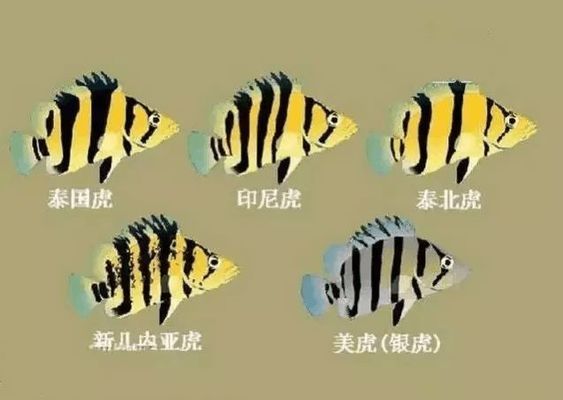 虎魚紋路鑒賞技巧分享，關(guān)于虎魚紋路鑒賞的技巧