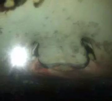 魟魚尾刺脫落自己吃了：發現魟魚的尾刺脫落并且自己吃了，可能是一個問題