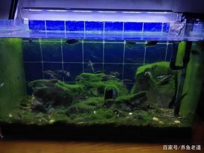 魚缸藻類控制技巧，有效的魚缸藻類控制技巧