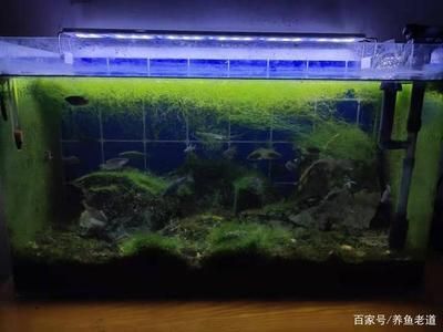 魚缸藻類控制技巧，有效的魚缸藻類控制技巧