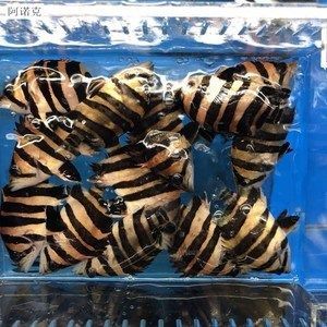 印尼三紋虎市場(chǎng)行情分析，三紋印尼虎價(jià)格表