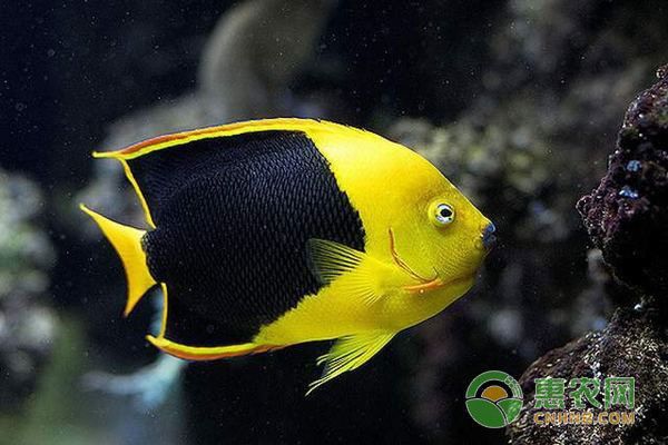 熱帶魚水溫控制的常見誤區，熱帶魚水溫控制常見的誤區