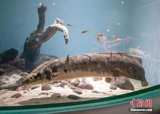 元寶魚產(chǎn)卵了最怕三個(gè)東西，新手養(yǎng)魚必知的護(hù)卵關(guān)鍵，新手必看，元寶魚產(chǎn)卵最怕的三大禁忌，護(hù)卵關(guān)鍵全解析