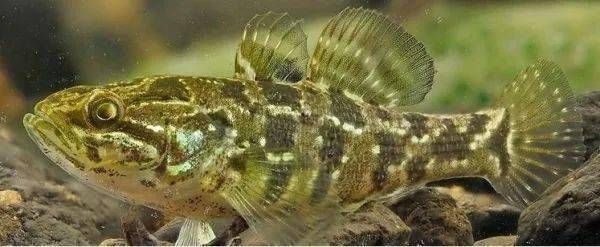 金龍魚能長多大多寬