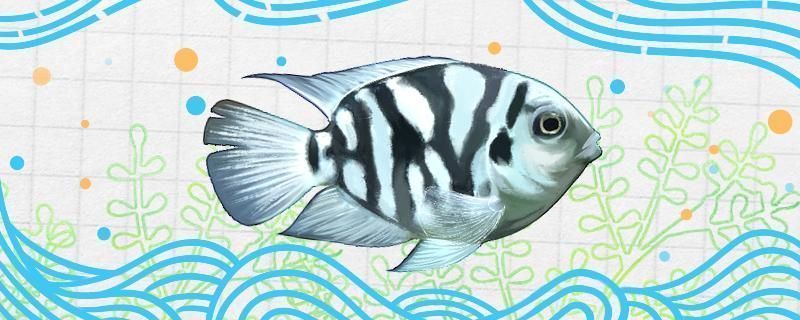 四紋虎混養(yǎng)適宜水溫范圍，四紋虎魚混養(yǎng)適宜水溫范圍