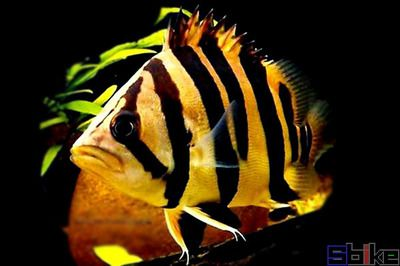 印尼虎魚繁殖常見問題及解決，印尼虎魚繁殖水溫控制技巧，印尼虎魚性別鑒別實用技巧 印尼虎魚繁殖常見問題及解決，印尼虎魚繁殖水溫控制技巧，印尼虎魚性別鑒別實用技巧 虎魚百科 第5張