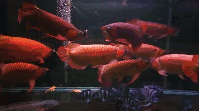 紅金龍魚動態壁紙豎屏 紅金龍魚動態壁紙豎屏 龍魚百科 第1張