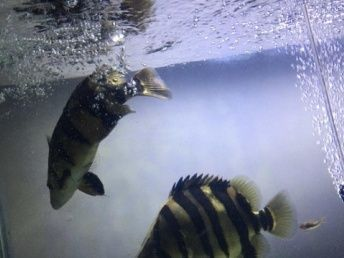 如何挑選健康的蘇虎魚，挑選健康的蘇虎魚需要注意以下幾個方面