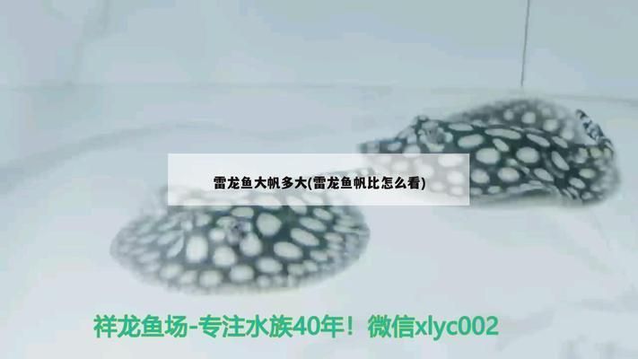 龍魚魚缸過濾盒哪里買，龍魚魚缸過濾盒如何選擇