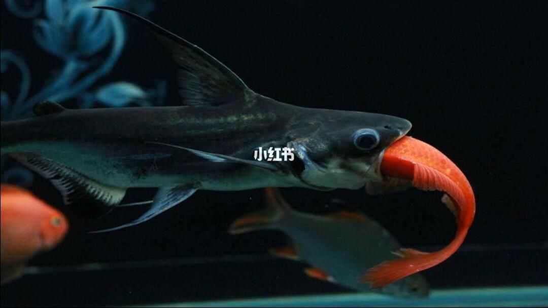 觀賞魚紅金龍價格表大全 龍魚百科 第2張 觀賞魚紅金龍價格表大全 觀賞魚紅金龍價格表大全 龍魚百科 第2張