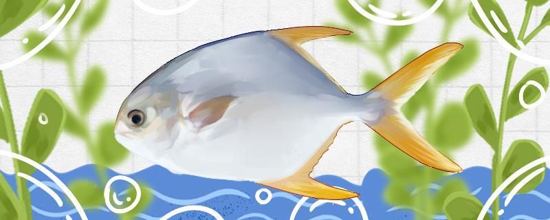 倉魚有刺嗎刺多么 魟魚百科 第1張 倉魚有刺嗎刺多么 倉魚有刺嗎刺多么 魟魚百科 第1張