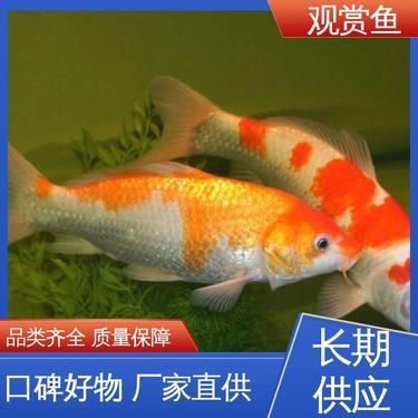 紅龍喂什么魚食最好