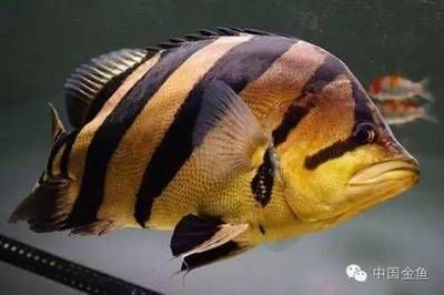 泰國虎魚魚缸照明建議，如何選擇適合虎魚的燈具，泰國虎魚魚缸照明對虎魚生長影響